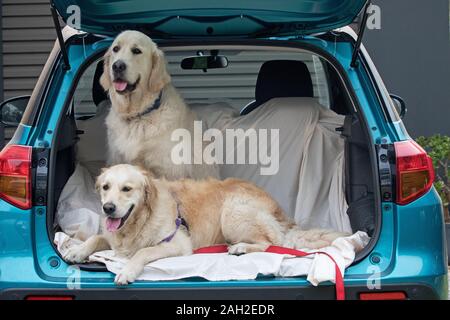 Il Pet Golden Retriever cani nel retro della macchina Foto Stock