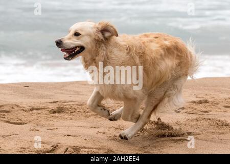 Il Pet Golden Retriever cane che corre lungo la spiaggia Foto Stock