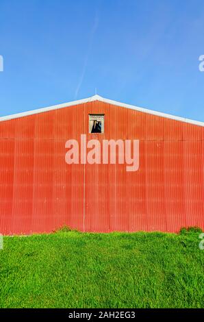 Una parete esterna di un granaio rosso realizzato con lastre ondulate di metallo. La rottura di una finestra è visibile. Foto Stock