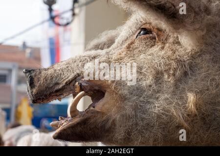 Testa di un morto maiale Mangulica sul display nella campagna serba. Mangulica o mangalica, è una razza di maiali, tipico da Ungheria e Serbia, fam Foto Stock