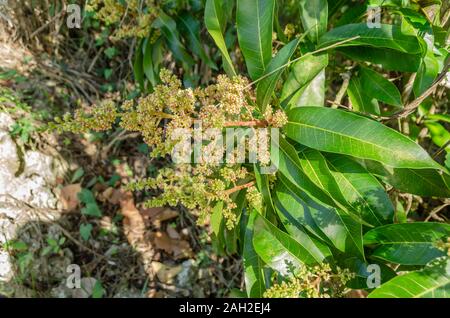 Blooming Julie Mango Tree Foto Stock