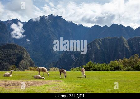 Lama e alpaca sul prato su uno sfondo di montagne Foto Stock