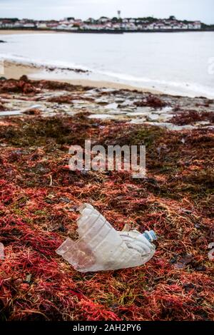 La bottiglia di plastica che stabilisce tra alghe rosse, Socoa beach, Pays Basque, Pyrénées-Atlantiques, Francia Foto Stock