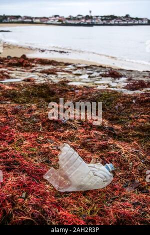 La bottiglia di plastica che stabilisce tra alghe rosse, Socoa beach, Pays Basque, Pyrénées-Atlantiques, Francia Foto Stock