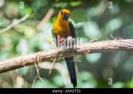 Foz do Iguacu, brasile 2019 Golden conure parrot ( Guaruba guarouba ) presso il Parque das Aves a Iguazu, la bellissima natura del Brasile Foto Stock