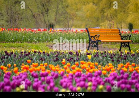 Una panca in mezzo al mondo della seconda più grande giardino di tulipani in Kashmir Foto Stock