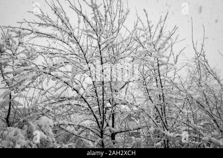 Neve fresca accumulata sul banches di un albero Foto Stock