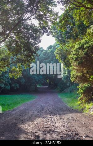 La strada nella foresta vicino Vigia das Baleias. Terceira, Azzorre. Portogallo Foto Stock