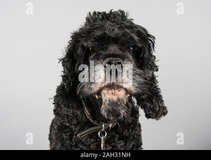 Americano cocker spaniel (nero), maschio, UK. Foto Stock