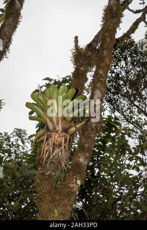 Epifita che cresce nella foresta primordiale nel Parco Nazionale tropicale di Podocarpus nelle Ande a 3000 metri sul livello del mare in Ecuador. Foto Stock