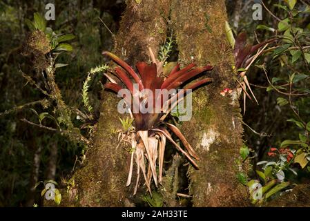 Epifita che cresce nella foresta primordiale nel Parco Nazionale tropicale di Podocarpus nelle Ande a 3000 metri sul livello del mare in Ecuador. Foto Stock