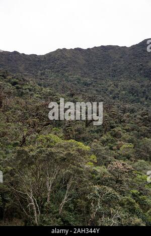 Foresta primeval nel Parco Nazionale tropicale Podocarpus nelle Ande a 3000 metri sul livello del mare in Ecuador. Foto Stock