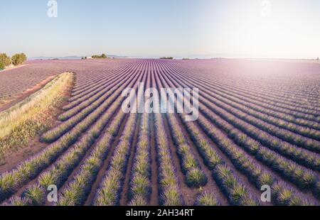 Provenza, Francia meridionale. Campo di lavanda in fiore. Valensole. Vista aerea Foto Stock