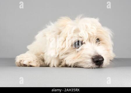 Cucciolo di Coton de Tulear (12 settimane) , fotografato nel Regno Unito. Foto Stock
