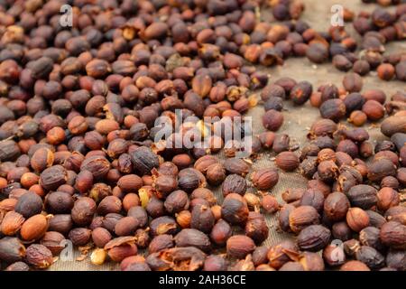 Il caffè crudo red cherry frutti fagioli essiccamento in cassa Foto Stock