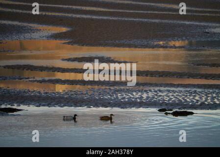 Le anatre bastarde Loch Fleet Sutherland Scotland Regno Unito Foto Stock