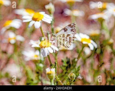 Bagno farfalla bianca Pontia daplidice su un fiore a margherita testa in spagnolo Montes Universales a Albarracin orientale della Spagna Foto Stock