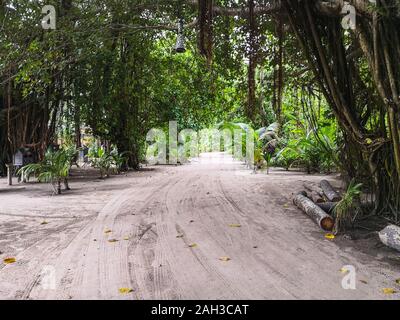 Una piccola giungla in mezzo alle Maldive con percorsi di sabbia e raggi del sole attraverso la giungla Foto Stock