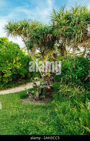 Una piccola giungla in mezzo alle Maldive con percorsi di sabbia e raggi del sole attraverso la giungla Foto Stock