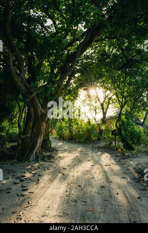 Una piccola giungla in mezzo alle Maldive con percorsi di sabbia e raggi del sole attraverso la giungla Foto Stock