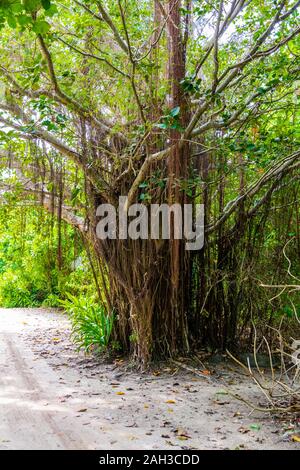 Una piccola giungla in mezzo alle Maldive con percorsi di sabbia e raggi del sole attraverso la giungla Foto Stock