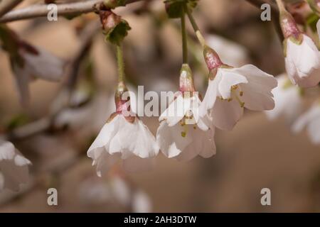 Fuji cherry tree kojo non molla mai blossum Foto Stock
