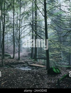 La nebbia nella foresta nella foresta bavarese con alberi di mistico Foto Stock