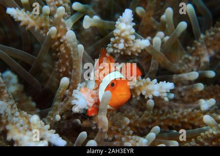 Un doppio colpo esposta di un amphiprion (Western clownfish (Ocellaris Clownfish, False Percula Clownfish)) e un corallo, Panglao, Filippine Foto Stock