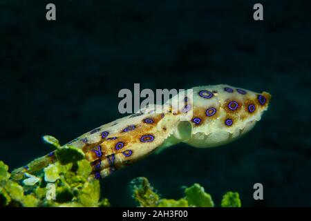 Un estremamente velenose blu-inanellati octopus sta cercando di nuotare lontano, Panglao, Filippine Foto Stock