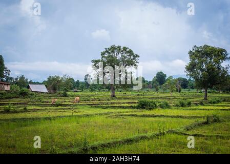 Laongam, Laos, Terra Verde Centro (GEC) Foto Stock