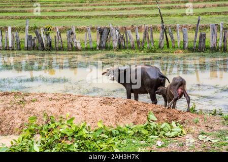Bufalo indiano di acqua in acqua vicino Paske, Laos Foto Stock