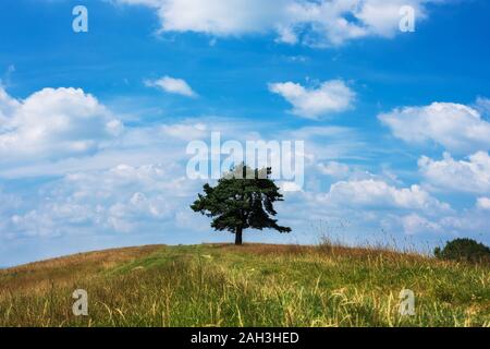 Tree sulla cima di una piccola collina verde con il blu del cielo Foto Stock