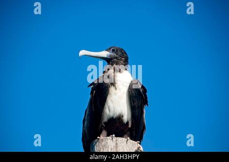 Maschio adulto magnifico frigatebird - Fregata magnifica - arroccato su una tavola di legno nell'isola di Holbox in Messico. Foto Stock