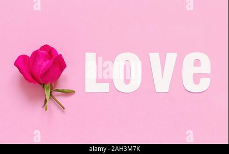 Rosa rosa e la parola amore su una luce sfondo rosa vista superiore Foto Stock