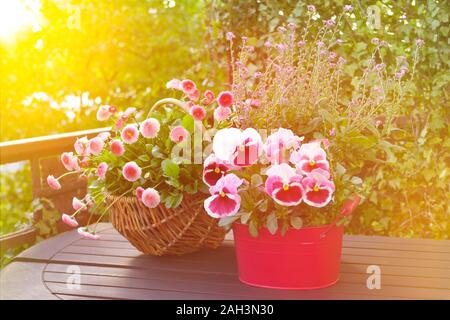 Rosso e rosa pansy, Daisy e dimenticare-me-non fiori in un vaso e un cesto su un balcone tavola in condizioni di luce solare intensa. Foto Stock