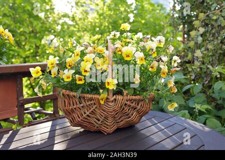 Giallo cornuto pansy fiori in un cesto di vimini su un balcone o un tavolo da giardino in condizioni di intensa luce del sole di mattina. Foto Stock