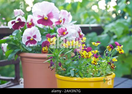 Rosa, porpora e giallo e tufted giardino pansy impianti in 2 bicchieri su un balcone tabella, copia dello spazio. Foto Stock