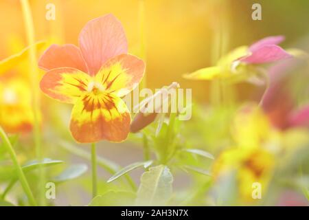 Close up di giallo e viola pansy fiori in condizioni di intensa luce solare, vintage effetto filtro Foto Stock