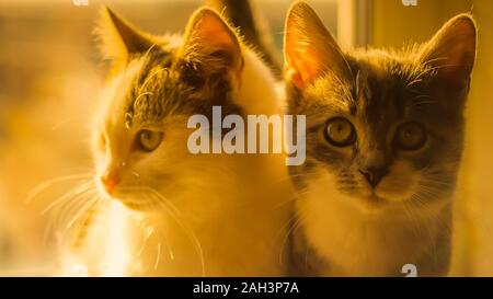 Due simpatici gattini insieme, close up volti Foto Stock