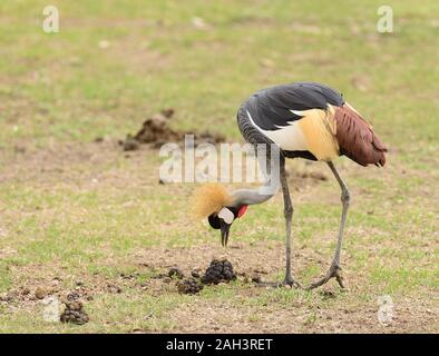 Crowned Crane - Balearica regulorum Foto Stock