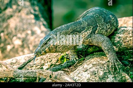 Uvenile Asian monitor acqua (Varanus salvator), chiamato anche acqua comune monitor in Lumpini Park a Bangkok, in Thailandia. Foto Stock