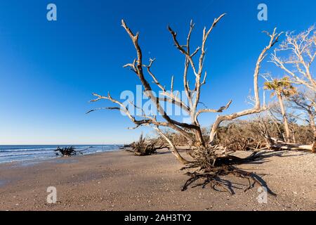 Botany Bay beach, Edisto Island, South Carolina, STATI UNITI D'AMERICA Foto Stock