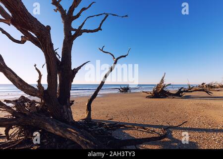 Botany Bay beach, Edisto Island, South Carolina, STATI UNITI D'AMERICA Foto Stock