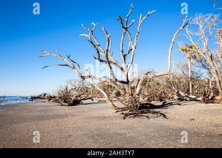 Botany Bay beach, Edisto Island, South Carolina, STATI UNITI D'AMERICA Foto Stock