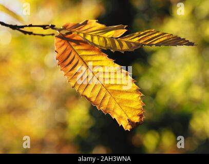 Dolce retroilluminato con foglie di castagno (Castanea sativa) nei colori dell'autunno. Tipperary, Irlanda Foto Stock