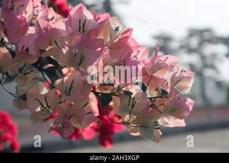 Il Bougainvillea bianco rosaceo fioriture dei fiori nel giardino rosa tenue stile vintage Foto Stock