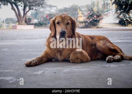 Il Golden Retriever cane vecchio marrone Close-up sedersi sul terreno Foto Stock