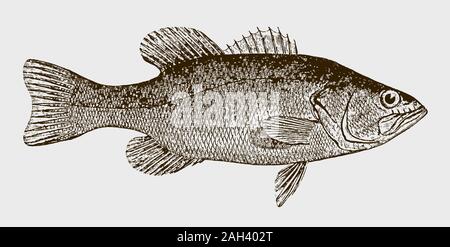 O Largemouth black bass micropterus salmoides in vista laterale dopo una incisione storica del XIX secolo Illustrazione Vettoriale