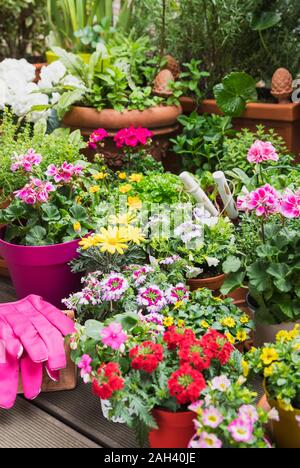 Appena colorati vasi di fiori d'estate Foto Stock