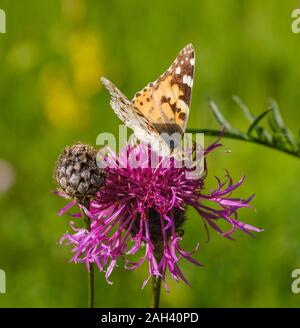 Dipinto di lady butterfly (Vanessa cardui) sulla maggiore Fiordaliso (Centaurea scabiosa) Foto Stock